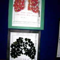 mandala çalişması kağit işleri,sınıf süslemesi fen etkinlikleri  yesilay haftası (57)