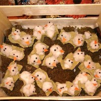 okul öncesınde kağit işler, duvar süsü ,davetiye kartları ,suluboya  çalişması (5574)