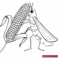 okul öncesınde sağlık haftası ,kağit işleri maske hayvanlar engelliler haftasi ,meyveler ,meslekler sayılar (2043)