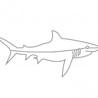 okul öncesınde sağlık haftası ,kağit işleri maske hayvanlar engelliler haftasi ,meyveler ,meslekler sayılar (2094)