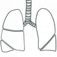 okul öncesınde sağlık haftası ,kağit işleri maske hayvanlar engelliler haftasi ,meyveler ,meslekler sayılar (2169)
