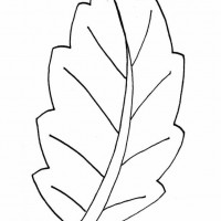 okul öncesınde sağlık haftası ,kağit işleri maske hayvanlar engelliler haftasi ,meyveler ,meslekler sayılar (2243)