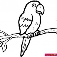 okul öncesınde sağlık haftası ,kağit işleri maske hayvanlar engelliler haftasi ,meyveler ,meslekler sayılar (2255)