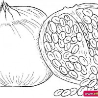 okul öncesınde sağlık haftası ,kağit işleri maske hayvanlar engelliler haftasi ,meyveler ,meslekler sayılar (2630)