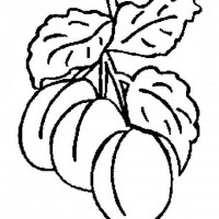 okul öncesınde sağlık haftası ,kağit işleri maske hayvanlar engelliler haftasi ,meyveler ,meslekler sayılar (2636)