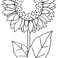 okul öncesınde sağlık haftası ,kağit işleri maske hayvanlar engelliler haftasi ,meyveler ,meslekler sayılar (2854)