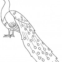 okul öncesınde sağlık haftası ,kağit işleri maske hayvanlar engelliler haftasi ,meyveler ,meslekler sayılar (2909)