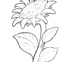 okul öncesınde sağlık haftası ,kağit işleri maske hayvanlar engelliler haftasi ,meyveler ,meslekler sayılar (2943)