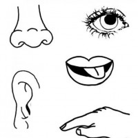 okul öncesınde sağlık haftası ,kağit işleri maske hayvanlar engelliler haftasi ,meyveler ,meslekler sayılar (3115)