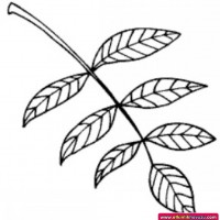 okul öncesınde sağlık haftası ,kağit işleri maske hayvanlar engelliler haftasi ,meyveler ,meslekler sayılar (3124)