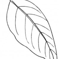 okul öncesınde sağlık haftası ,kağit işleri maske hayvanlar engelliler haftasi ,meyveler ,meslekler sayılar (3125)