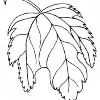 okul öncesınde sağlık haftası ,kağit işleri maske hayvanlar engelliler haftasi ,meyveler ,meslekler sayılar (3126)