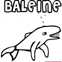 okul öncesınde sağlık haftası ,kağit işleri maske hayvanlar engelliler haftasi ,meyveler ,meslekler sayılar (3196)