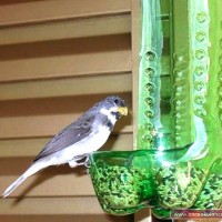 değerler eğitimi (243)