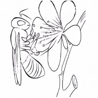 çocuklar-için-Arı-hayvan-boyama-sayfası-13