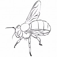 çocuklar-için-Arı-hayvan-boyama-sayfası-14