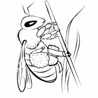 çocuklar-için-Arı-hayvan-boyama-sayfası-17