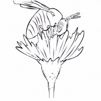 çocuklar-için-Arı-hayvan-boyama-sayfası-24