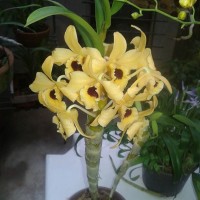 bardak ve saksı süsleme (16)