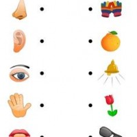 duyu-organları-çalışma-sayfası-1