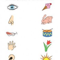 duyu-organları-çalışma-sayfası-3