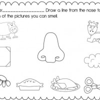 duyu-organları-çalışma-sayfası-5