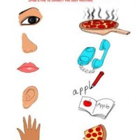 duyu-organları-çalışma-sayfası-6