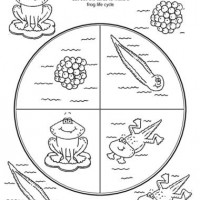 free-Life-Cycle-of-a-frog