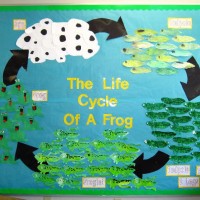 free-Life-Cycle-of-a-frog-craft