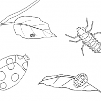 ladybug-life-cycle-coloring-page