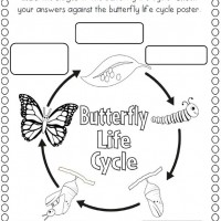 Life-Cycle-of-a-butterfly-coloring-page
