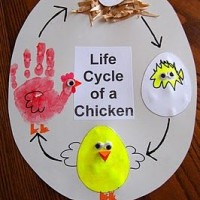 Life-Cycle-of-a-Chicken-1