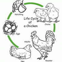 Life-Cycle-of-a-chicken
