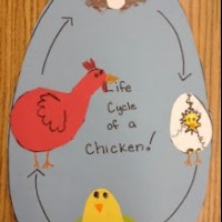 life-cycle-of-a-chicken