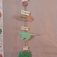 Life-cycle-of-a-frog