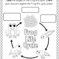Life-Cycle-of-a-frog-coloring-page