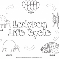 life-cycle-of-a-lady-bug-color-pages-for-kids