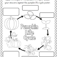 Life-Cycle-of-a-pumpkin