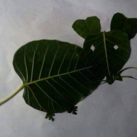 okul öncesinde sanat  etkınliği ve boyama çalışması (490)