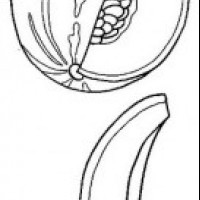 okul öncesinde sebze ve meyveler  (33)