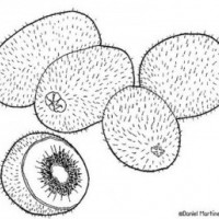 okul öncesinde sebze ve meyveler  (40)