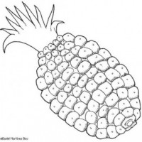 okul öncesinde sebze ve meyveler  (9)