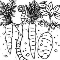 okul öncesinde sebzeler ve meyveler (2)