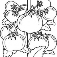 okul öncesinde sebzeler ve meyveler (4)