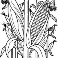 okul öncesinde sebzeler ve meyveler (8)