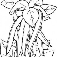 okul öncesinde sebzeler ve meyveler (9)