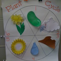 plant-cylcle