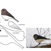 keçeden_hayvanlar_kalıpları_kuşlar